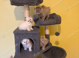RARE SOLID AND TRADITIONAL RAGDOLLS CARRYING CINNAMON