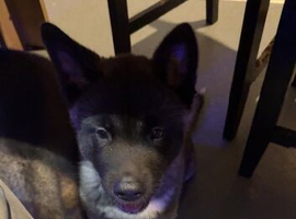 Akita puppy 9 weeks old