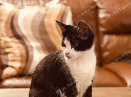 8 months cat Oreo