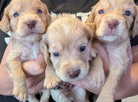 Cocker spaniel puppies