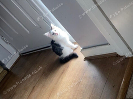 Kitten for sale