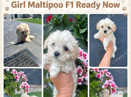F1 Asian Maltipoo puppies cream girls and boys cuteness overload