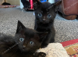 Kittens ready now