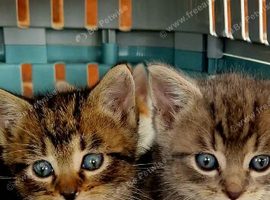 2 boy kittens