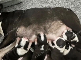 Home Raised KC Registered Boston Terrier Puppies