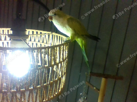 green quaker