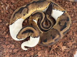 Royal python for sale