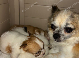 Merle Chihuahua puppies