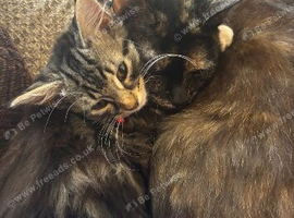 Kitten for sale