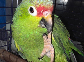 Amazon talking red crown parrot