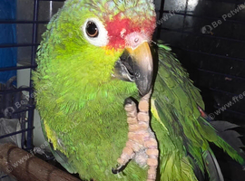 Red lored amazon parrot 12yrs old