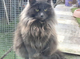 Female cat