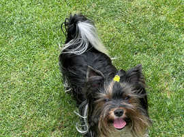 York Terrier Biewer for stud