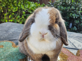 Female mini lop 6 months old