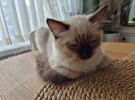 Ragdoll kitten, girl