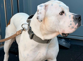 Selling a dog
