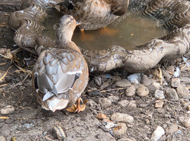 Call ducks