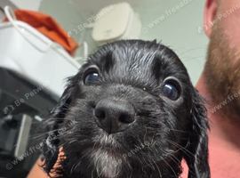 Sprocker spaniel