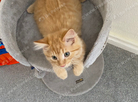 Gorgeous fluffy ginger kitten