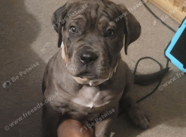 Stunning mearle mastiff mix female puppy