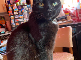 Luna 5yrs old cat