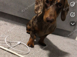 Dapple dachund