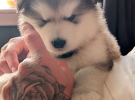 KC Reg Alaskan Malamute Puppies