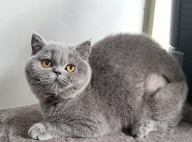 Beautiful Blue British Shorthair Female Kitten