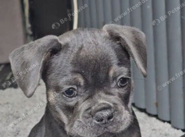 Adorable Purebred French Bulldog Puppies; 3 Females & 2 Males Ready for Loving Homes