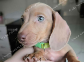 Gorgeous Daxies _ Miniature Dachshunds