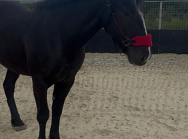 Black Cob X gelding 3years Mature 15.2hh