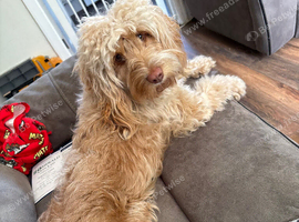 Female cockapoo