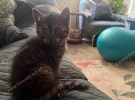 cat selling