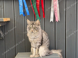 Mainecoon stud!