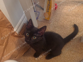 12 week old Female Kitten