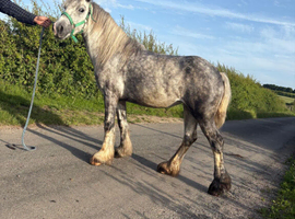 Siver dappled mare