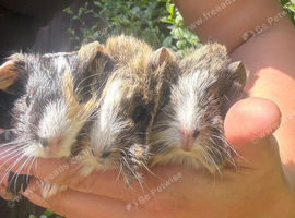 Three Male Guinea Pigs &ndash; Ready for Their Forever Homes