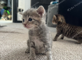 9 kittens available