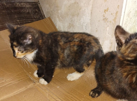 Ready to go kittens