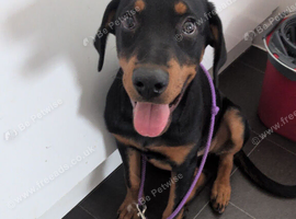 Female Rottweiler need rehoming