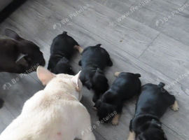 Beautiful French Bulldog Puppies &ndash; Looking for their forever homes