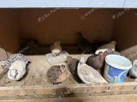 About 10 male cotournix quail for sale