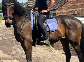 Teens fun horse needs new home