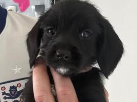 Cockapoo x Shih-Poo puppies