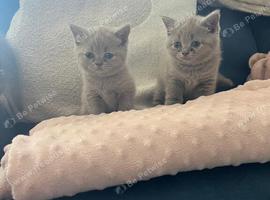 British shorthair blue kittens for sale