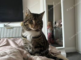 3 year old cat needing re homing