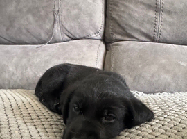 Labrador puppies last one