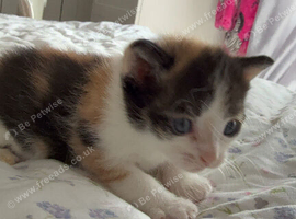 Beautiful home reared kittens. Ready sat 3rd Oct