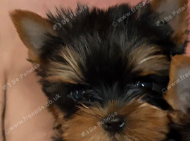 Two beautiful Yorkshire terrier puppy bitches