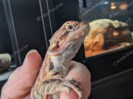 Male baby bearded dragon